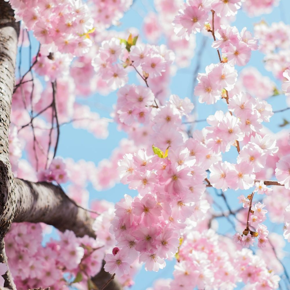 strip-blossom