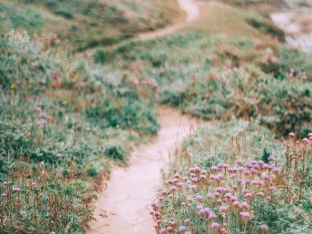 A sandy path through some wild growth next to a beach